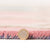 Keymsam Rosella (Pink/Blue)