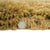 Alton Lux Pearl (Mustard)